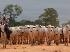 Brazil’s cattle industry could suffer major losses without climate policies, report says